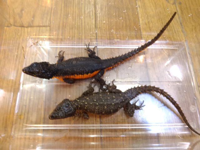 オレンジサイドワーレンヨロイトカゲ(7)