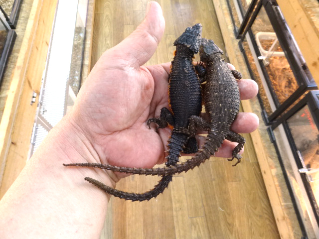 オレンジサイドワーレンヨロイトカゲ(8)