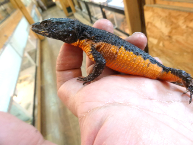 オレンジサイドワーレンヨロイトカゲ(9)