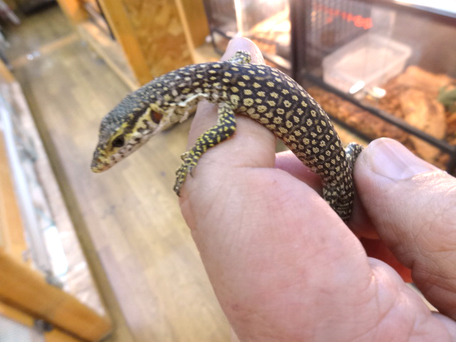 ピーコックモニター(12)