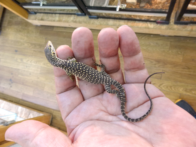 ピーコックモニター(11)