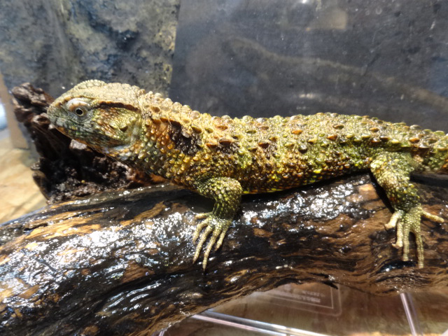 シナワニトカゲ