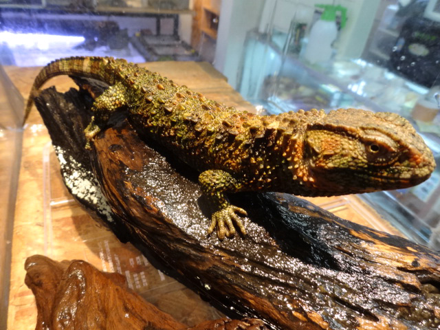 シナワニトカゲ(2)