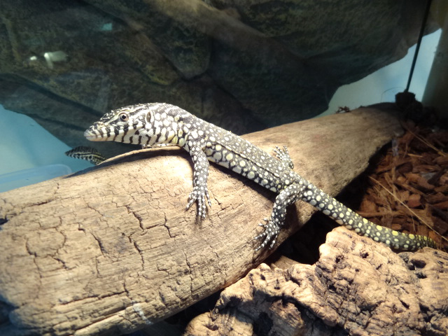 オルナータナイルモニター(2)