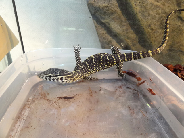 オルナータナイルモニター(3)