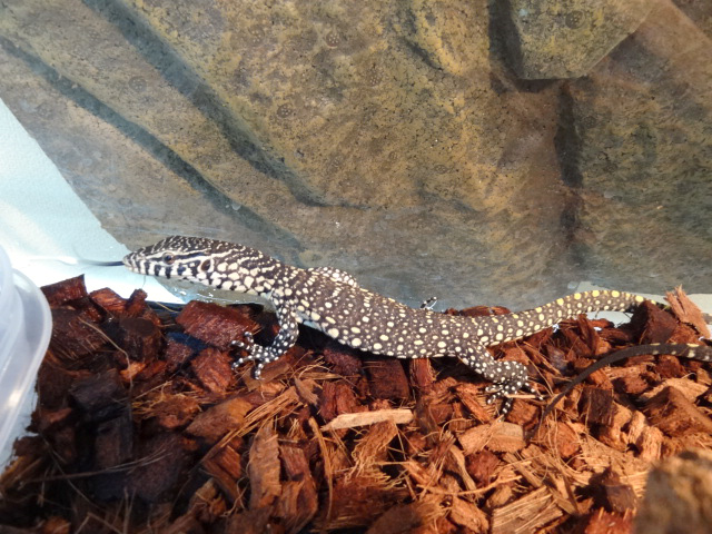 オルナータナイルモニター(4)