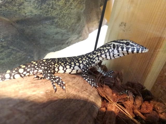 オルナータナイルモニター(1)