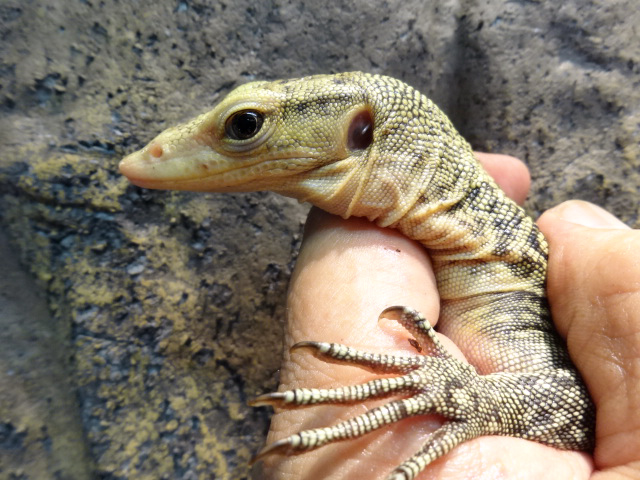 イエローヘッドモニター(11)