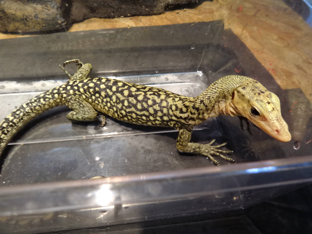 イエローヘッドモニター(12)