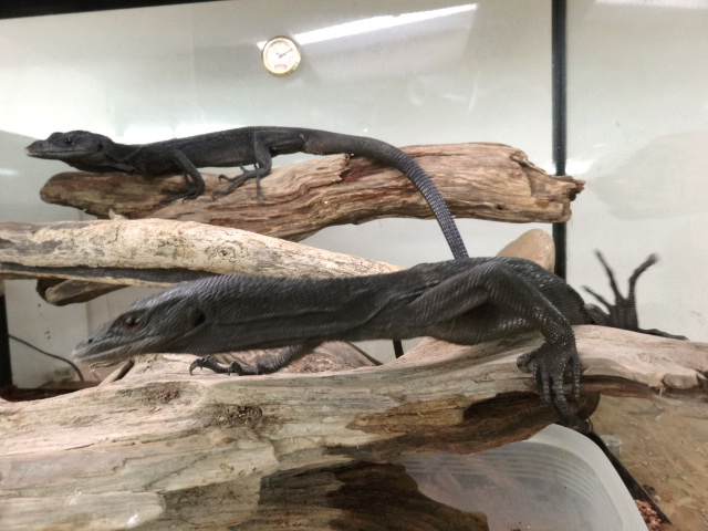 ブラックツリーモニター(2)