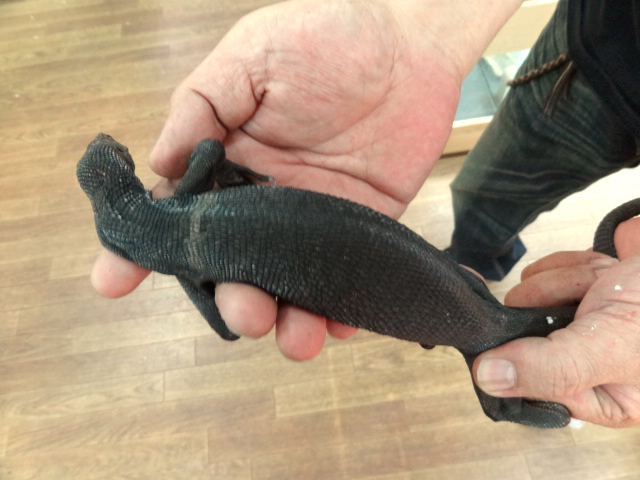 ブラックツリーモニター(3)