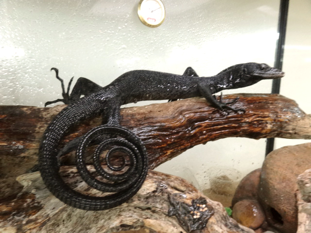 ブラックツリーモニター