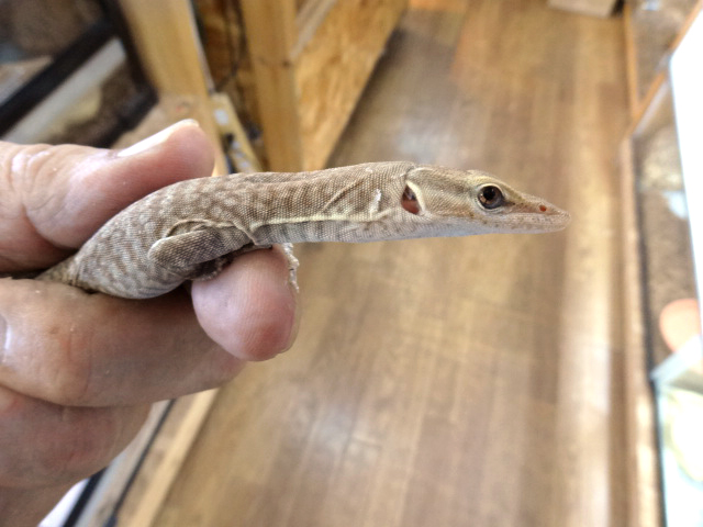 フレックルモニター(2)