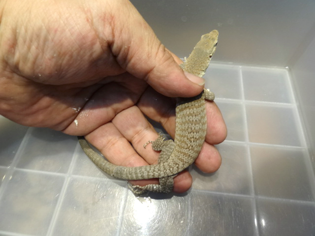 フレックルモニター(1)