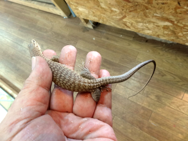 フレックルモニター(3)