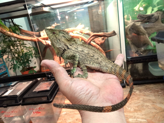 ドリアエモリドラゴン(2)