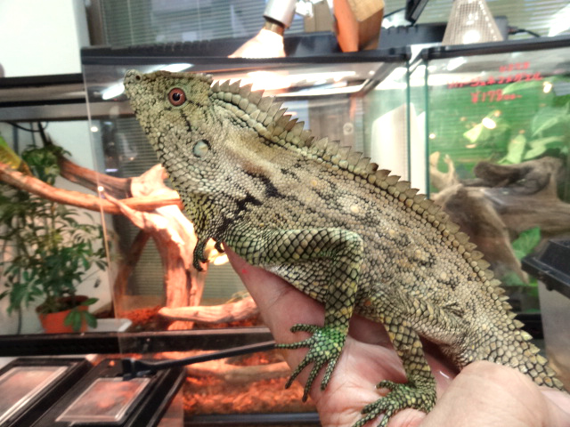 ドリアエモリドラゴン(3)