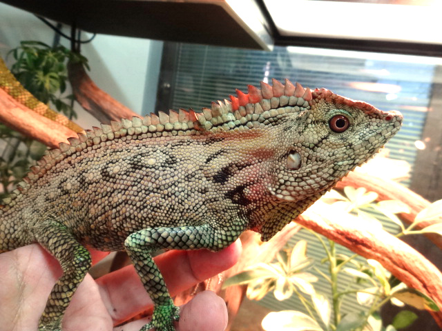 ドリアエモリドラゴン(4)