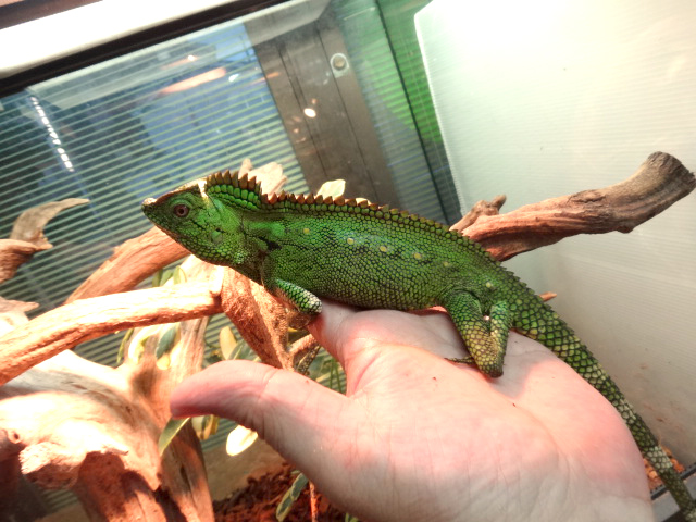 ドリアエモリドラゴン(5)