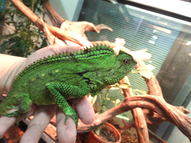 ドリアエモリドラゴン(6)