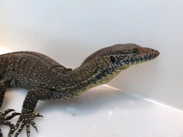 メルテンスモニター(12)