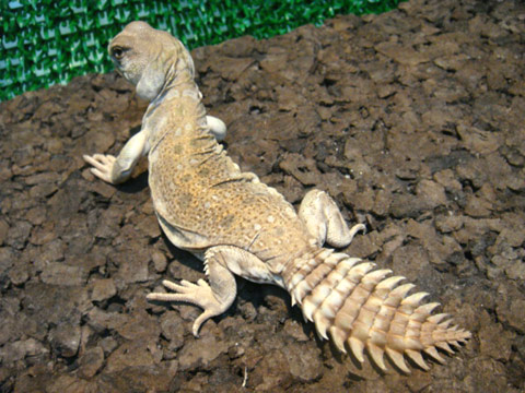 プリンケプストゲオアガマ(1)