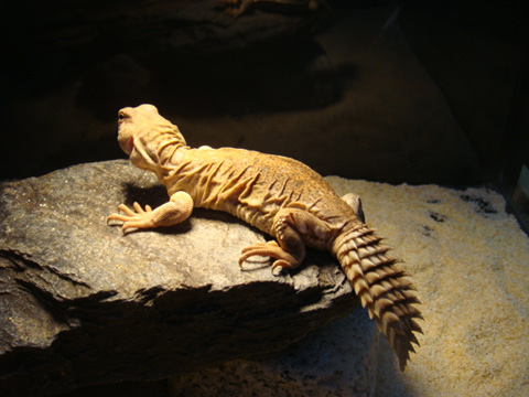 プリンケプストゲオアガマ(6)