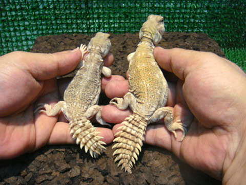 プリンケプストゲオアガマ(2)