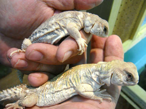 プリンケプストゲオアガマ(5)