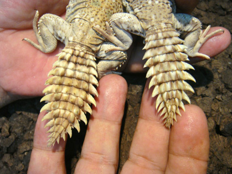 プリンケプストゲオアガマ(4)