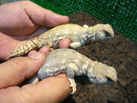 プリンケプストゲオアガマ(3)