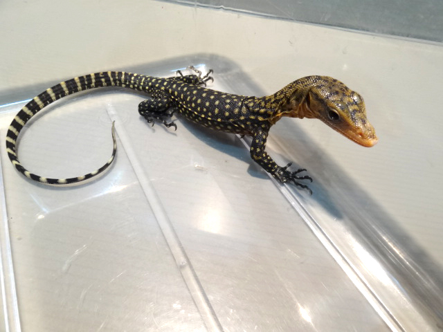 イエローヘッドモニター(3)