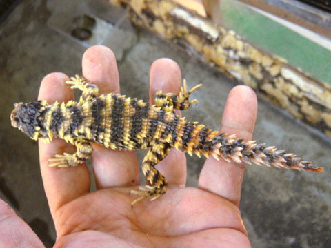 オオヨロイトカゲ(12)