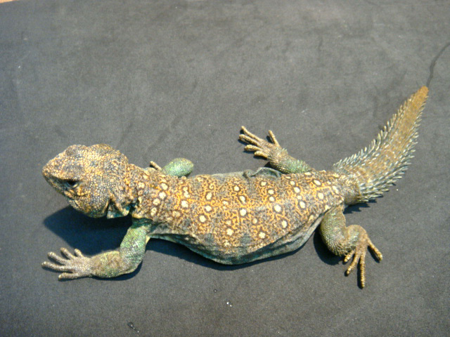 クジャクトゲオアガマ