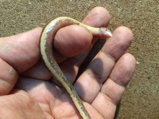 クロスジエンピツトカゲ(5)