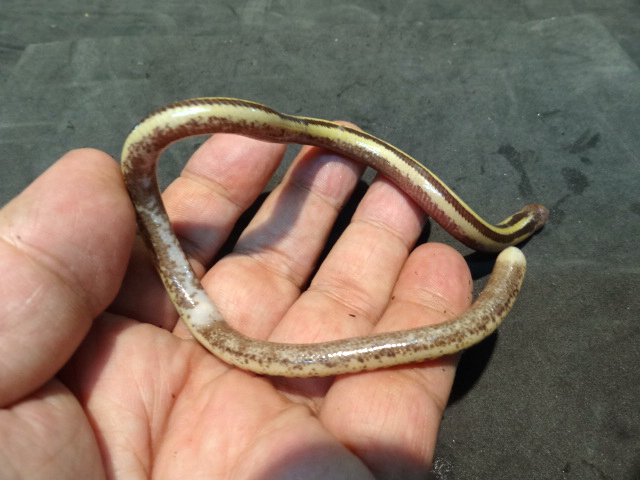 クロスジエンピツトカゲ(6)