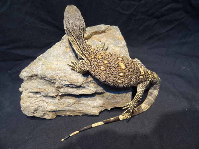 アフリカンロックモニター（ノドグロ）(9)