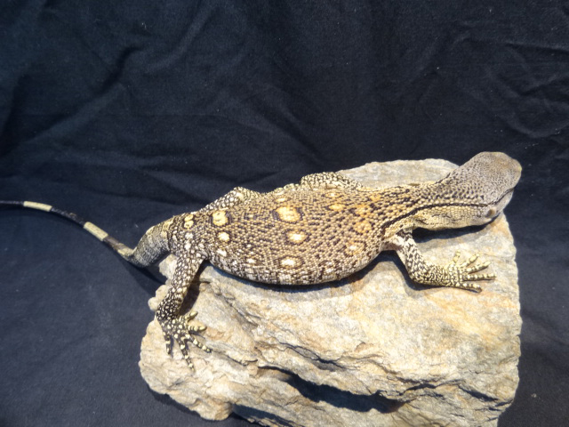 アフリカンロックモニター（ノドグロ）(10)