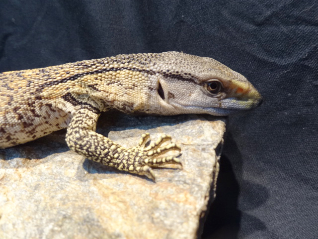 アフリカンロックモニター（ノドグロ）(11)