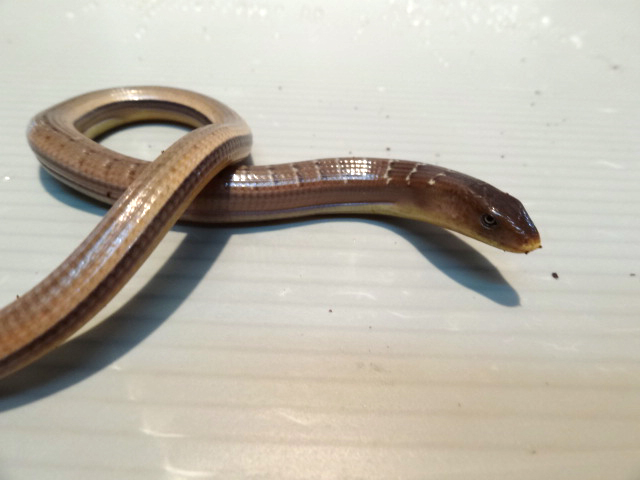 ハーティアシナシトカゲ(2)