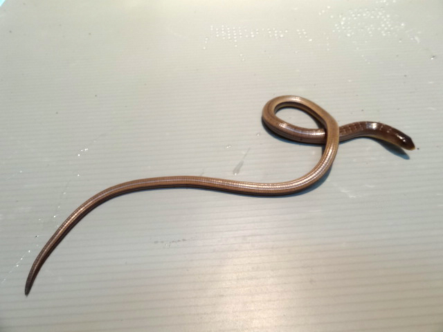 ハーティアシナシトカゲ(1)