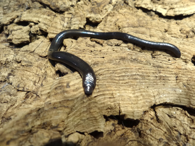 ラブリッジクロアシナシスキンク(1)