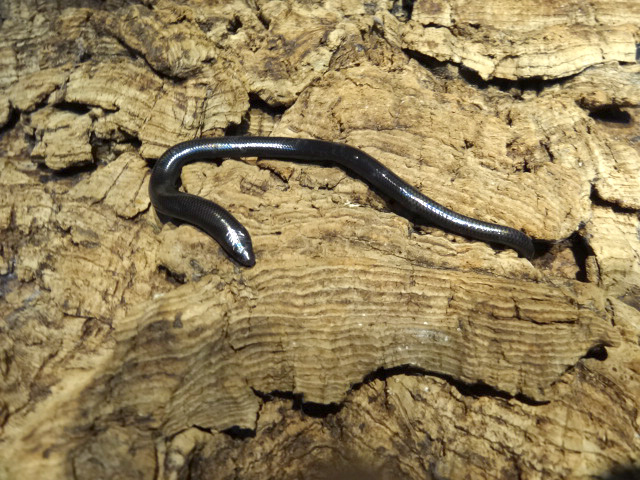 ラブリッジクロアシナシスキンク(2)