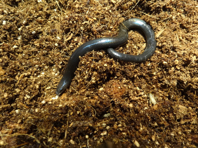 ラブリッジクロアシナシスキンク(3)