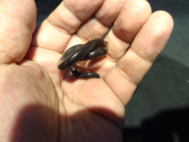 ラブリッジクロアシナシスキンク(4)