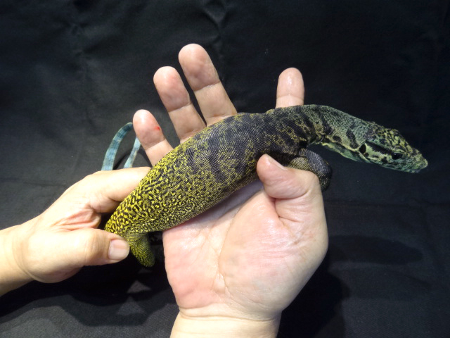 トリカラーモニター(1)