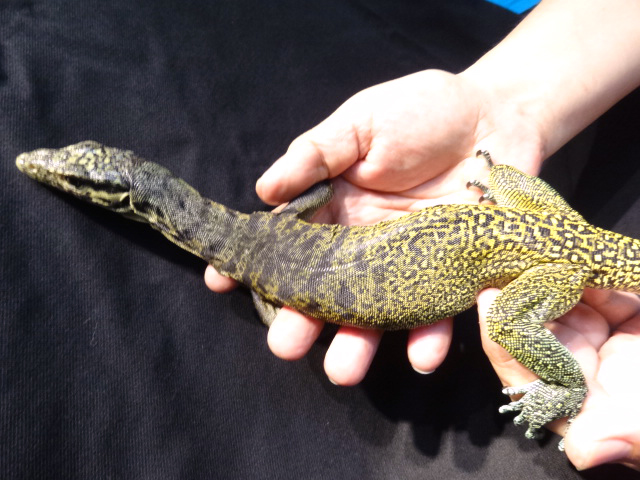 トリカラーモニター(2)