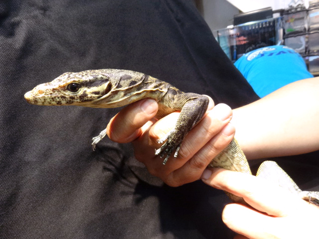 トリカラーモニター(3)