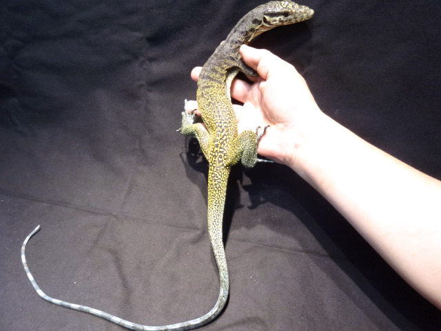 トリカラーモニター(4)