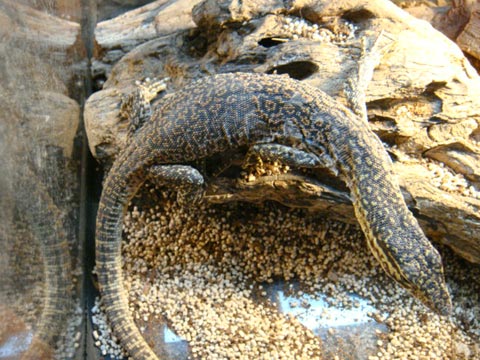 キサモニター(2)